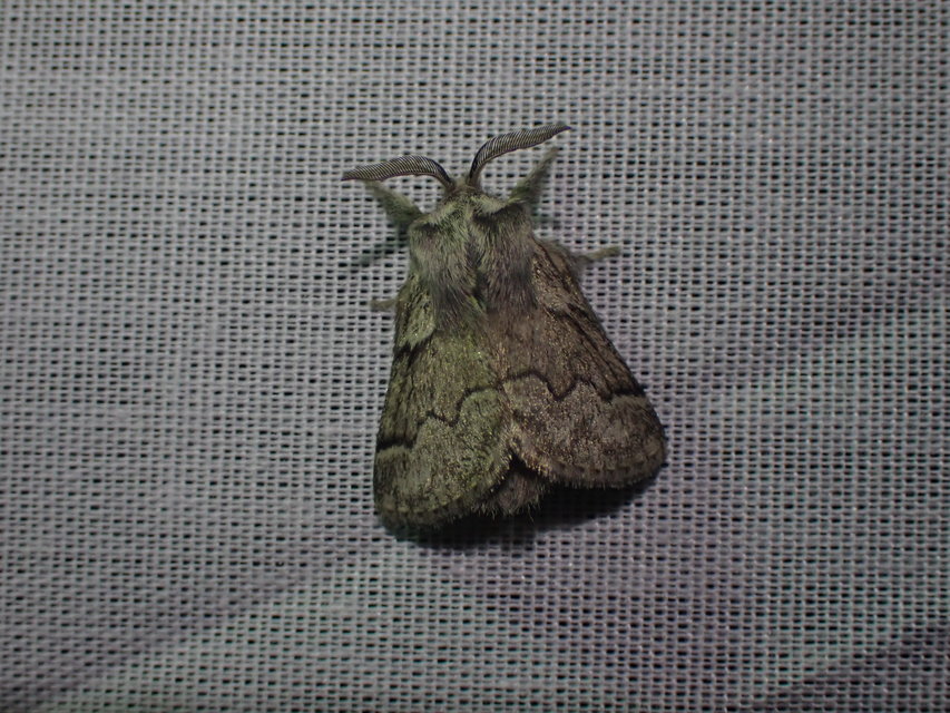 Trichiura crataegi - galagonyaszövő