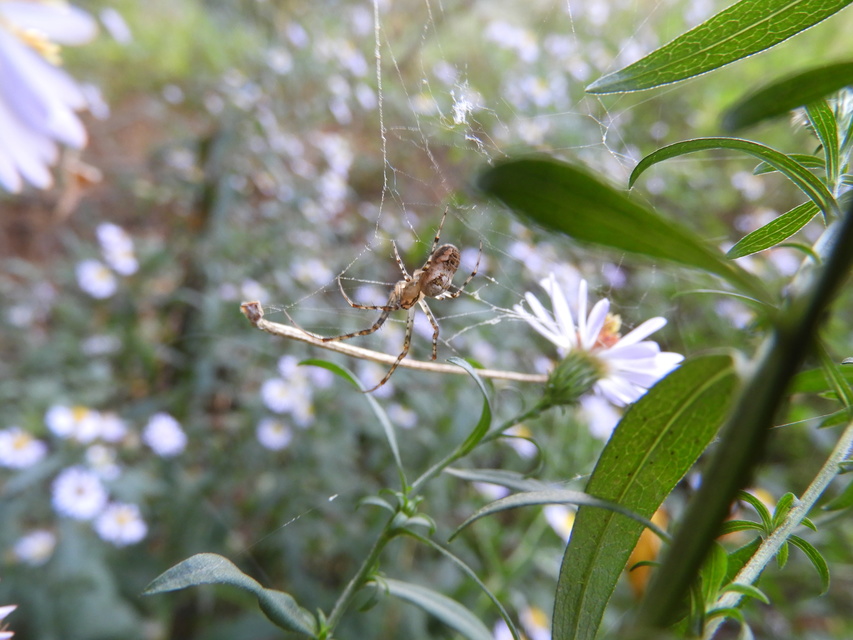 Metellina segmentata/mengei