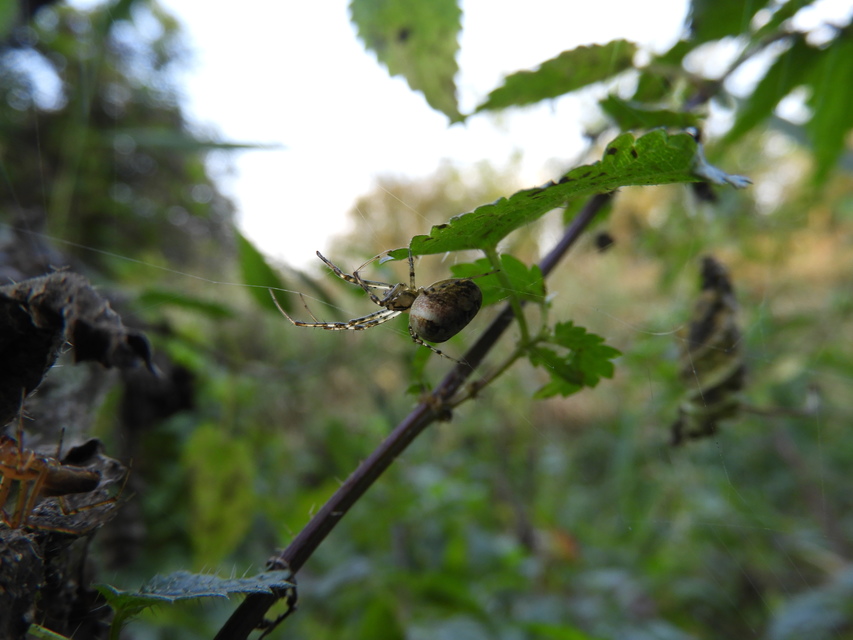 Metellina segmentata/mengei