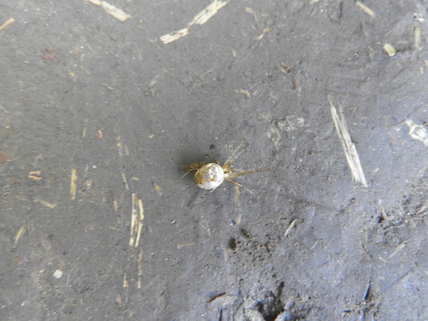 Metellina segmentata/mengei
