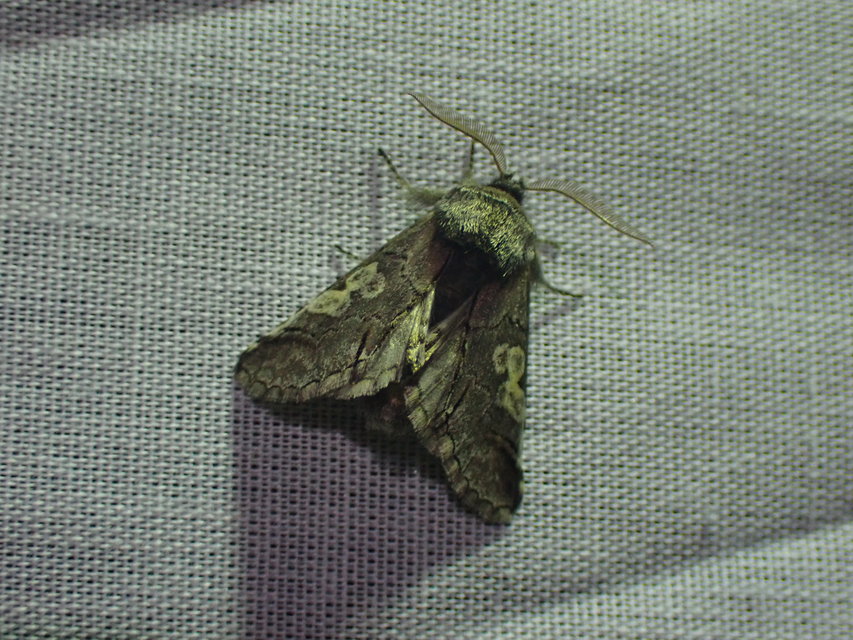 Diloba caeruleocephala - őszi kékesbagoly