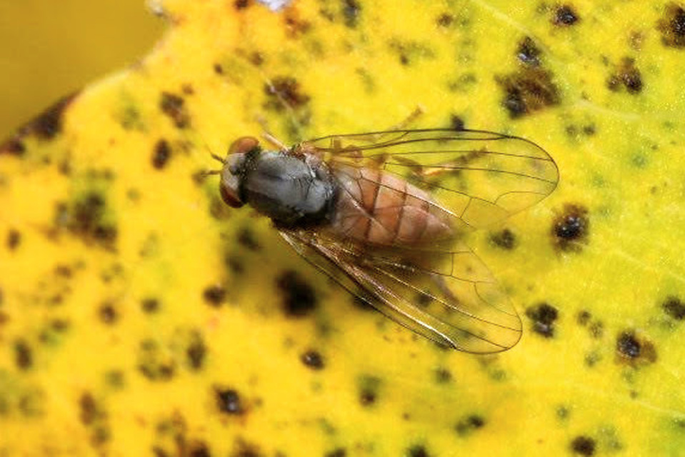 Protoclythia rufa