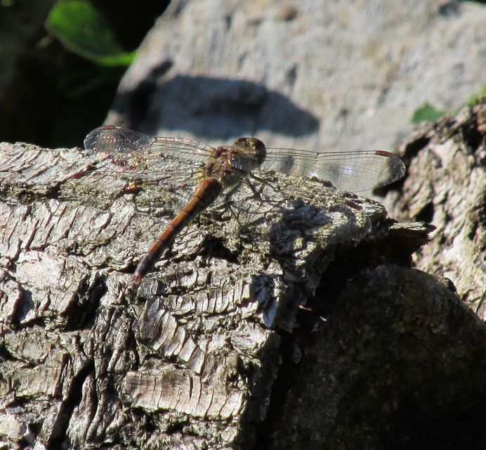 Sympetrum striolatum/vulgatum