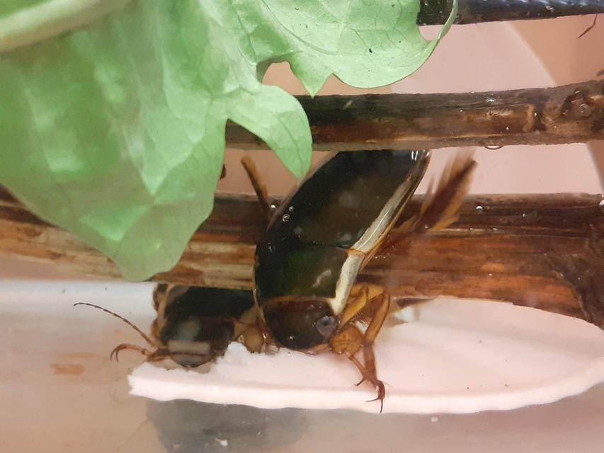 Dytiscus dimidiatus - tompacsípős csíkbogár