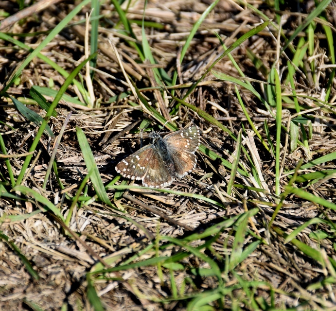 Pyrgus armoricanus - feles busalepke