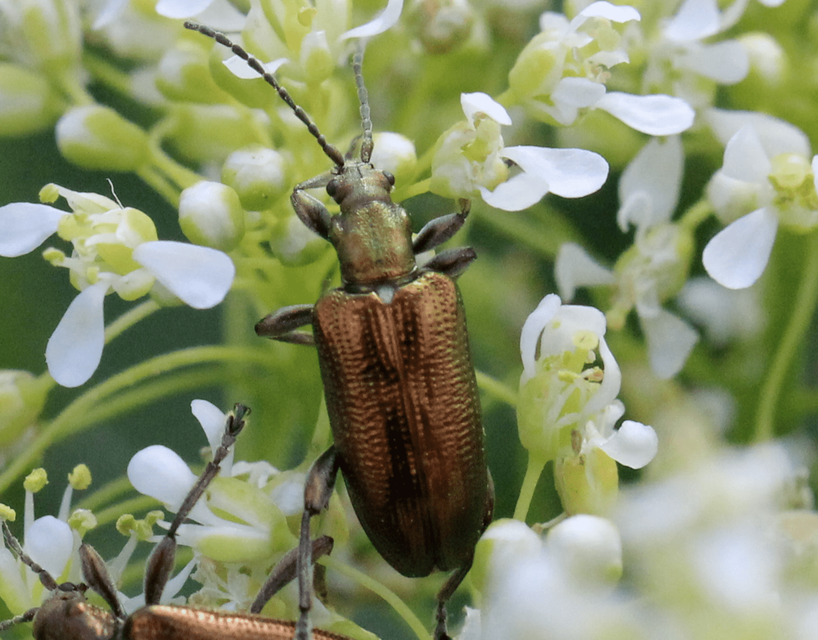 Plateumaris sericea - selymes nádbogár