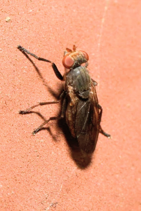 Pherbellia griseola