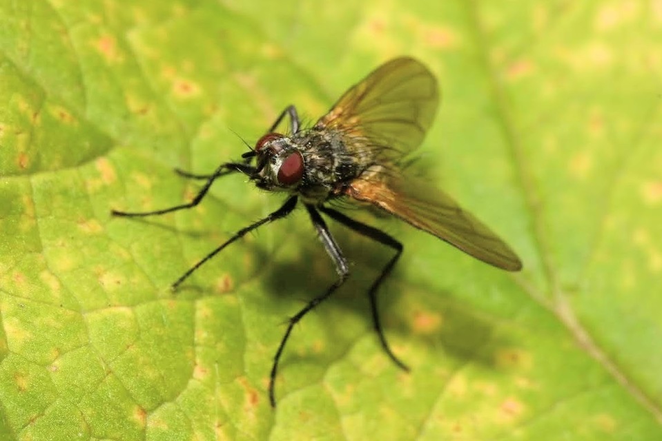 Macquartia grisea