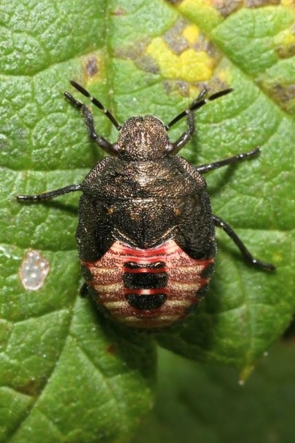 Peribalus strictus - tavaszi címerespoloska Peribalus strictus - tavaszi címerespoloska
