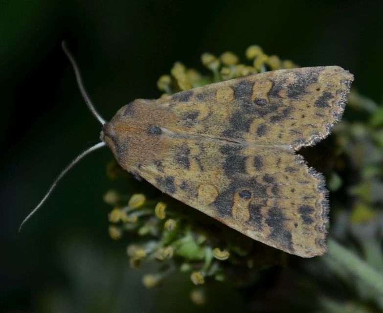 Cirrhia gilvago - foltos sárgabagoly