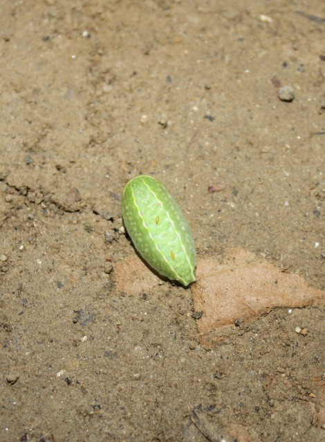 Apoda limacodes - kagylólepke