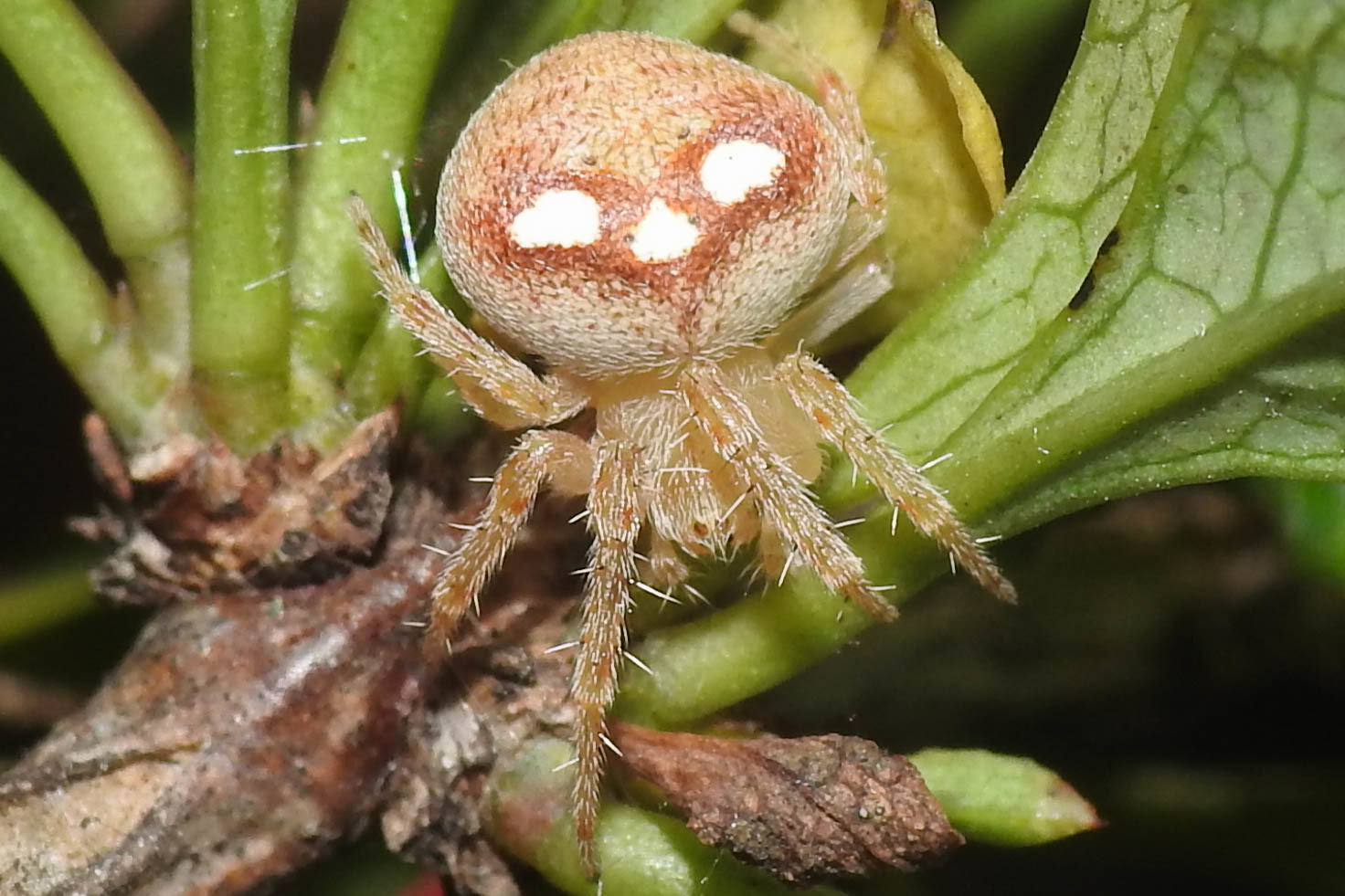 Araneus triguttatus - háromfoltos keresztespók