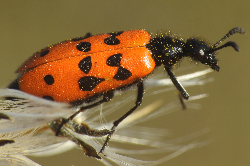 Mylabris crocata - pettyes hólyaghúzó Mylabris crocata - pettyes hólyaghúzó