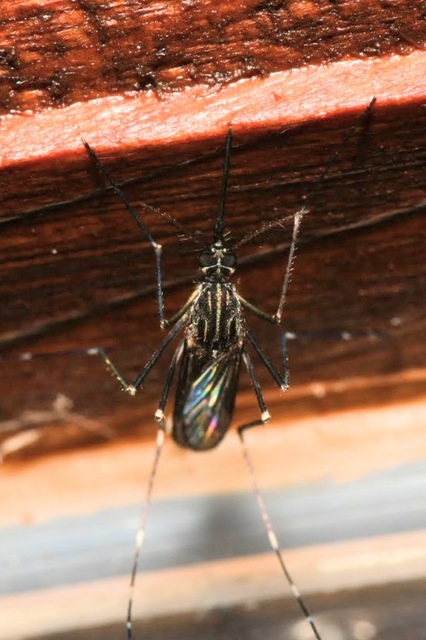 Aedes japonicus - japán bozótszúnyog