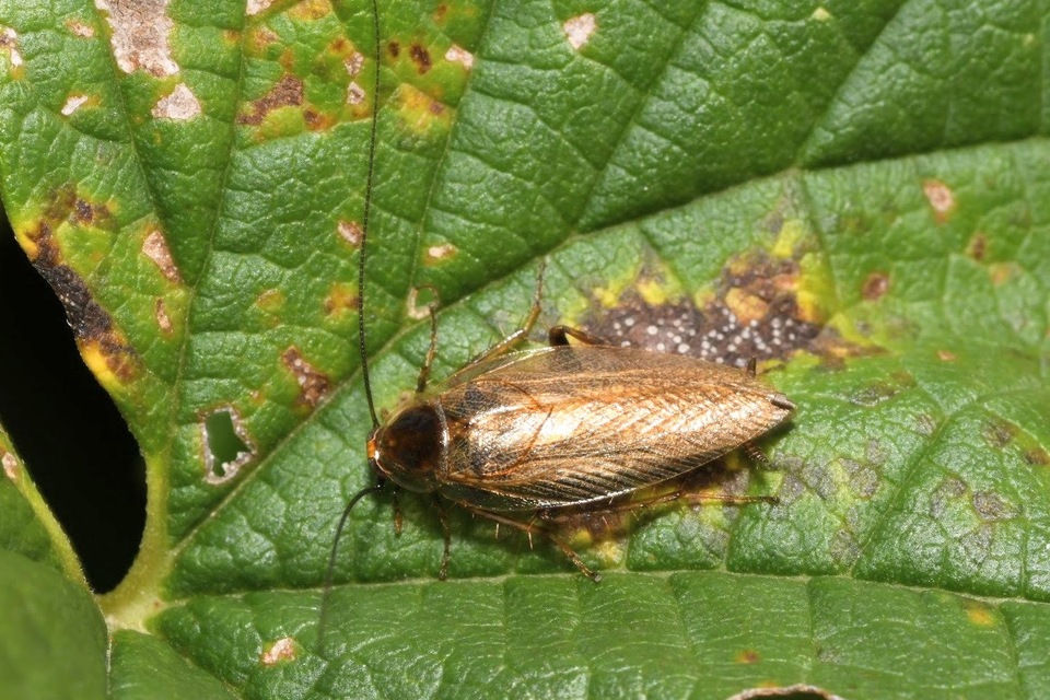 Ectobius erythronotus - sárgatorú erdeicsótány
