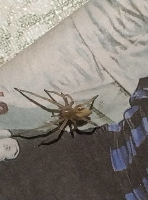 Cheiracanthium mildei - sárga dajkapók