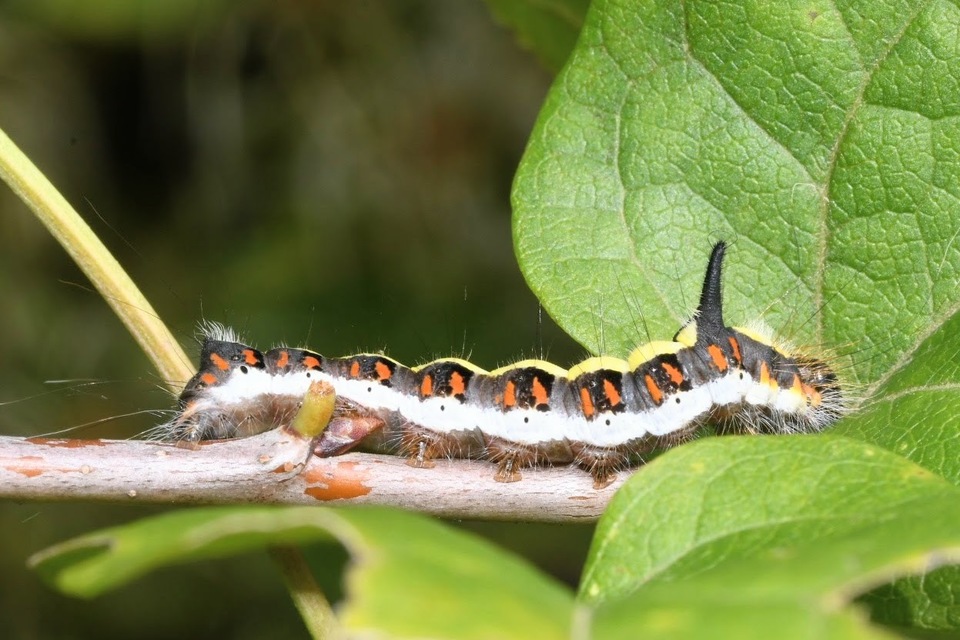 Acronicta psi - pszi-betűs szigonyosbagoly