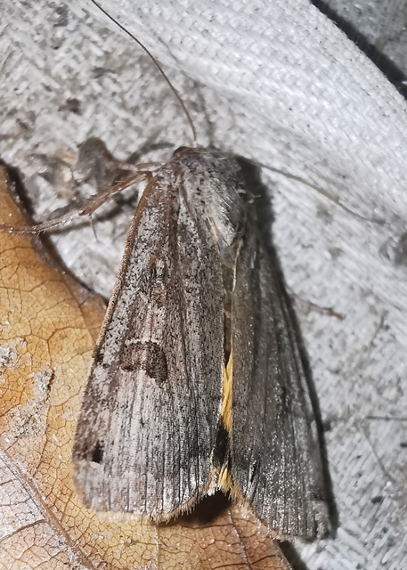 Noctua orbona - foltos sárgafűbagoly