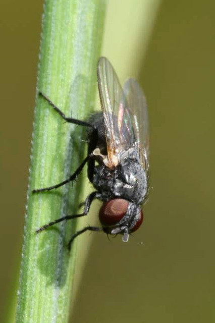 Fannia