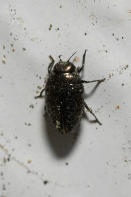 Trachys scrobiculatus - menta-vájárdíszbogár