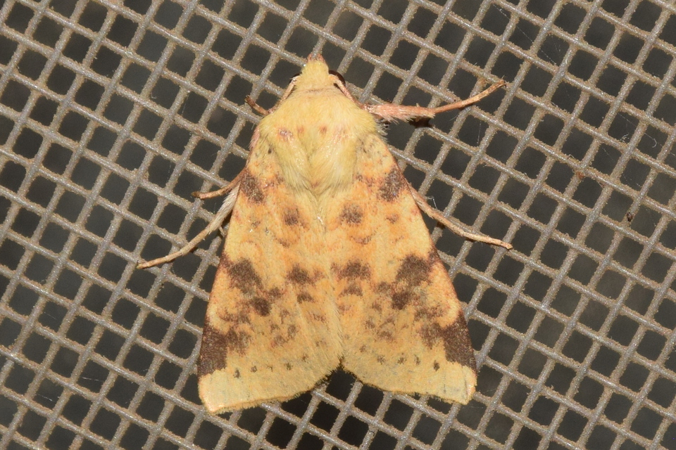 Cirrhia icteritia - nyárfa-sárgabagoly