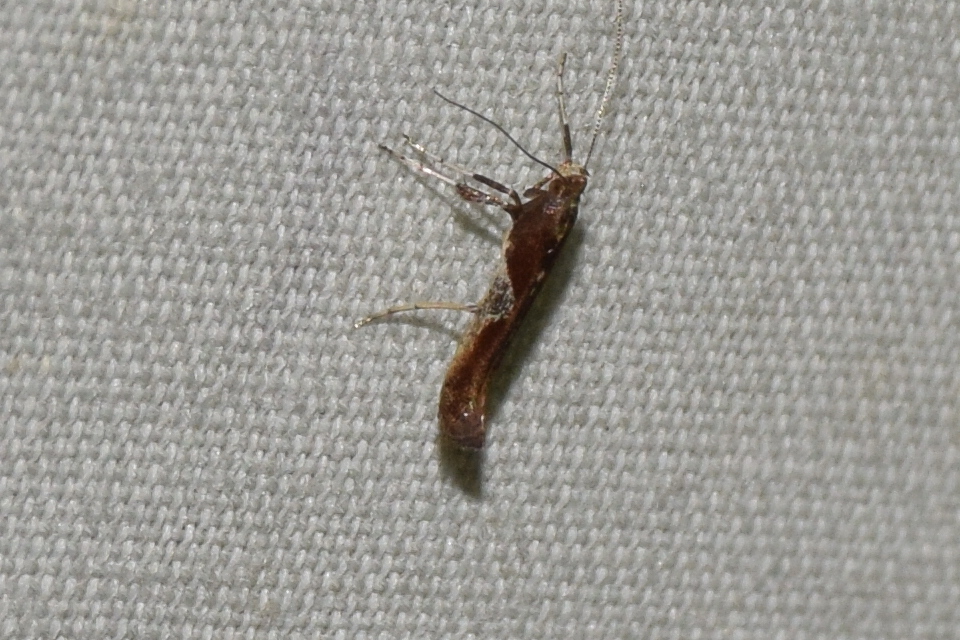 Caloptilia fidella - komlógöngyölő keskenymoly