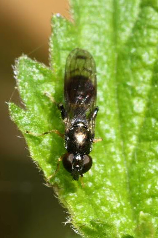 Neoascia