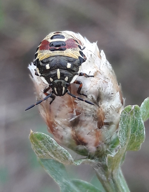 Carpocoris