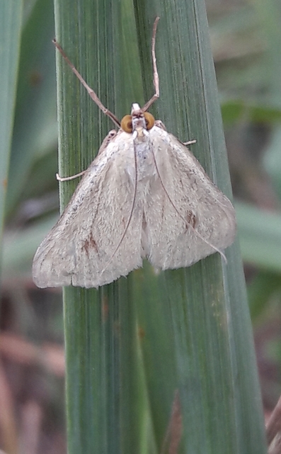 Sitochroa palealis - kénszárnyú dudvamoly