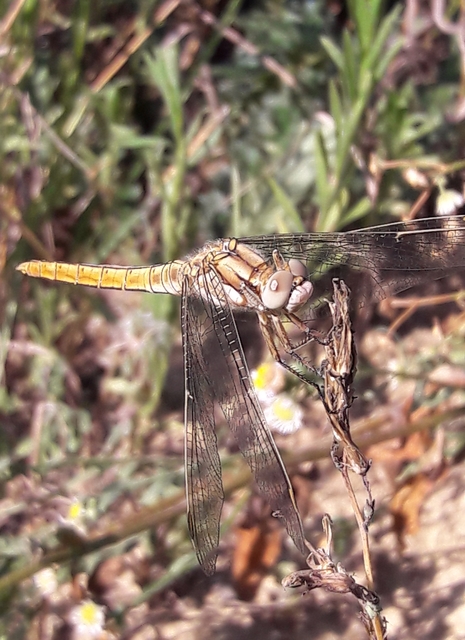 Orthetrum brunneum - pataki pásztorszitakötő