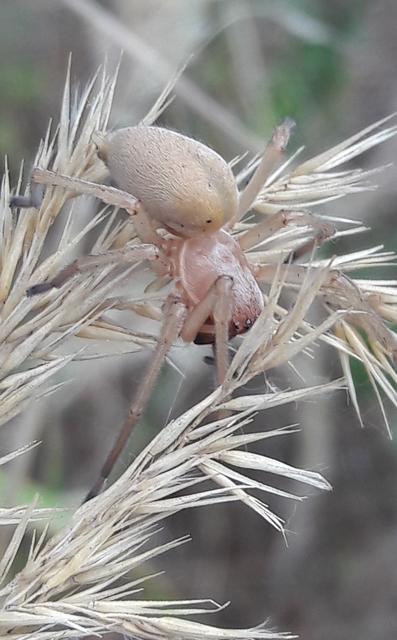 Cheiracanthium