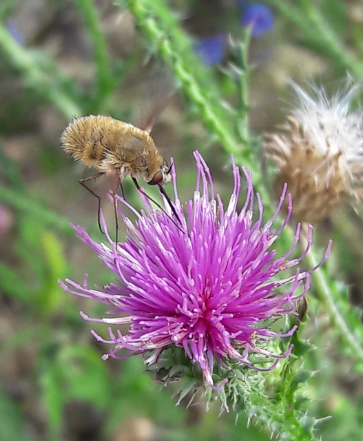 Systoechus ctenopterus