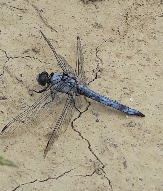 Orthetrum brunneum - pataki pásztorszitakötő