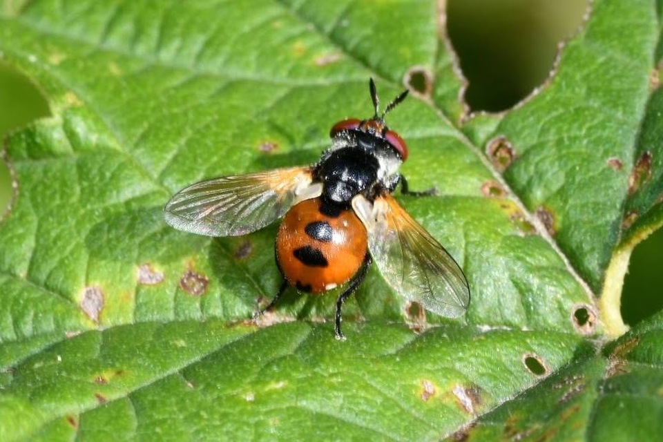 Gymnosoma