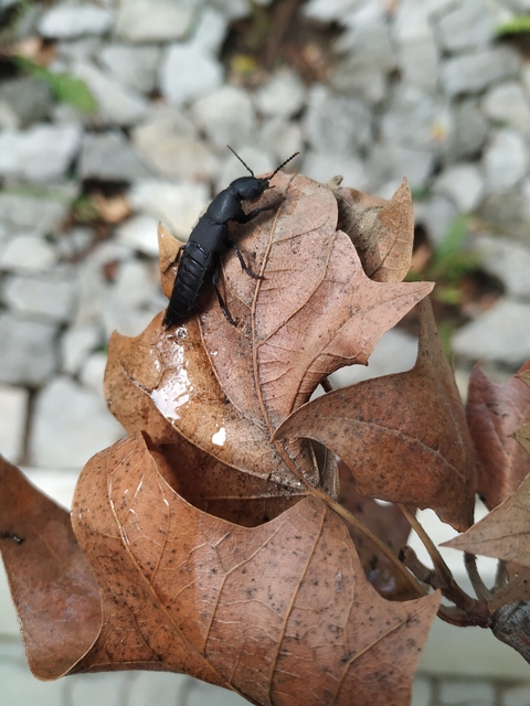 Ocypus
