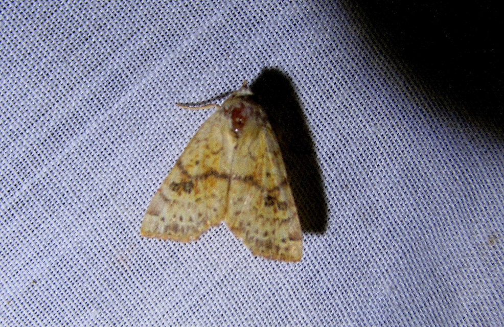 Tiliacea sulphurago - kénes sárgabagoly