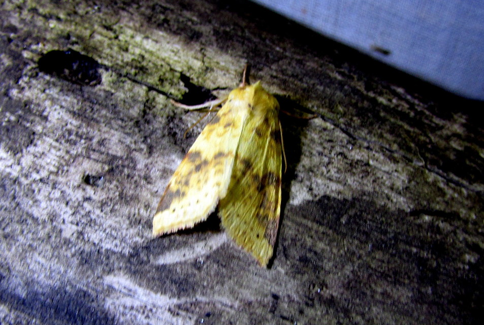 Cirrhia icteritia - nyárfa-sárgabagoly