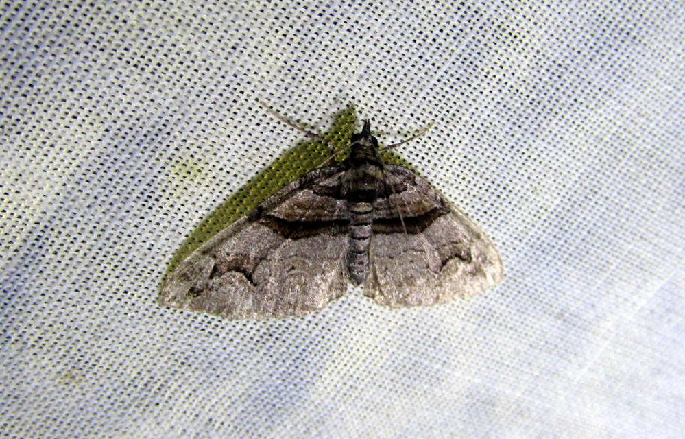 Pareulype berberata - sóskafa-tarkaaraszoló