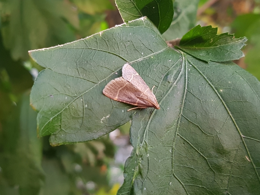 Hypsopygia glaucinalis - rezes fényilonca