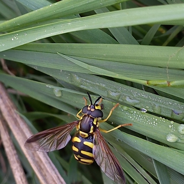 Chrysotoxum intermedium - déli öveslégy