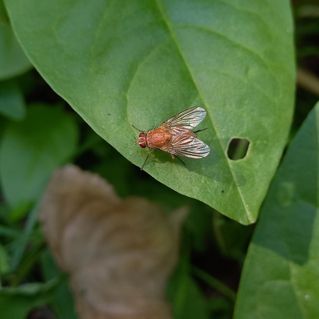 Phaonia pallida