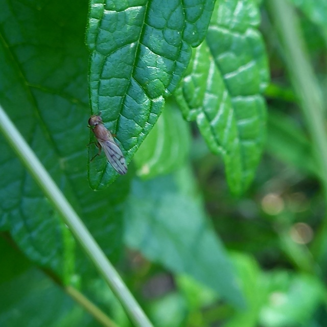 Opomyza florum