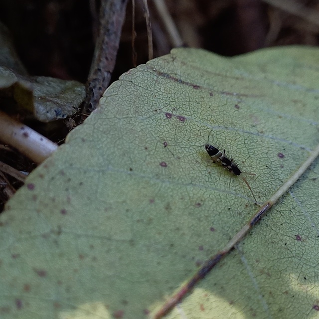 Orchesella pannonica