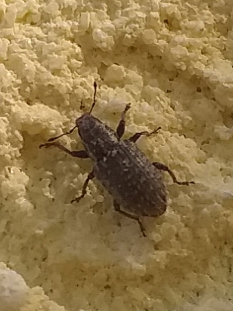 Sitona hispidulus - szőrös csipkézőbogár