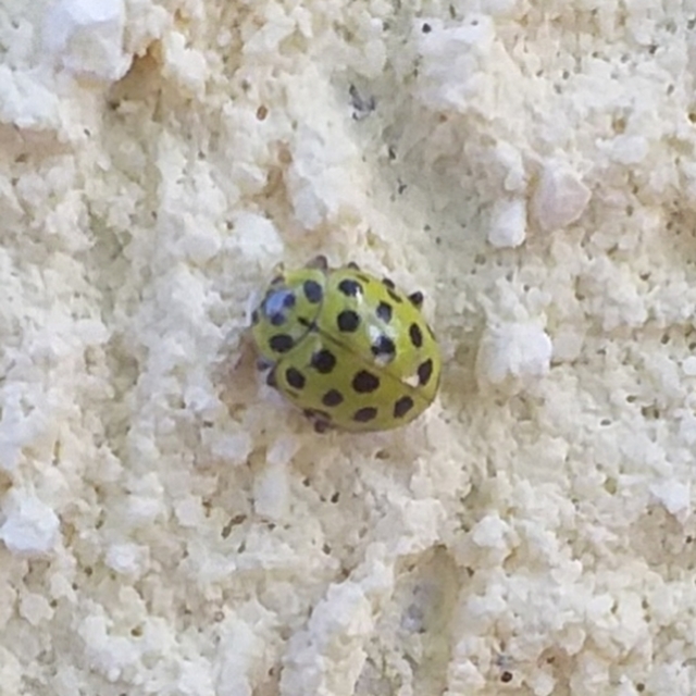 Psyllobora vigintiduopunctata - huszonkétpettyes katica