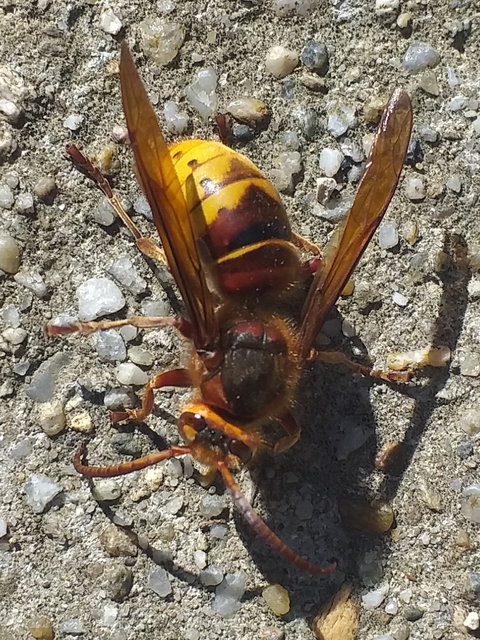Vespa crabro - lódarázs