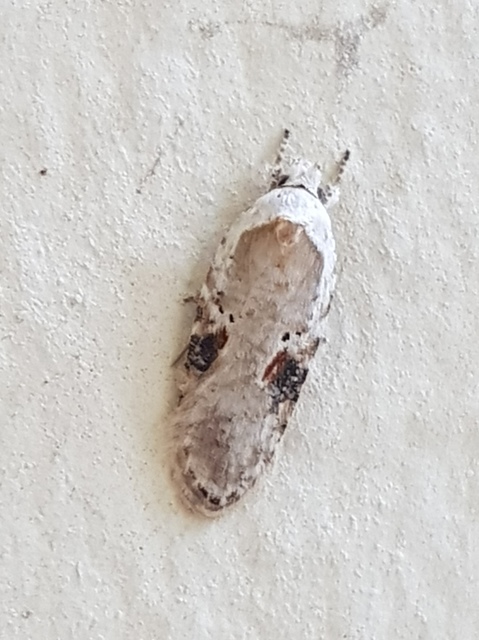 Agonopterix alstromeriana - bürök-laposmoly