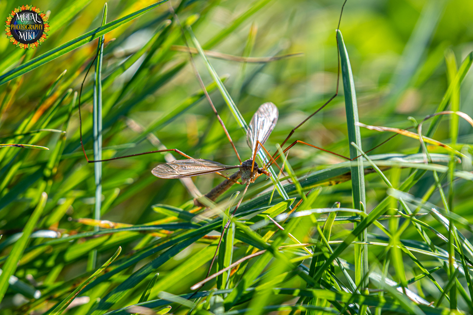 Tipula