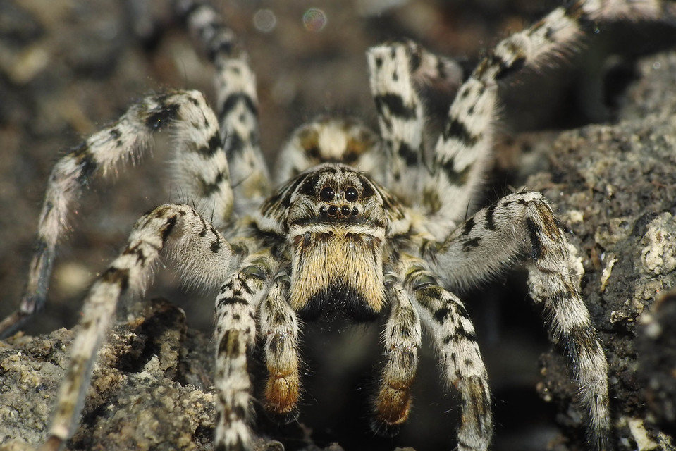 Lycosa singoriensis - szongáriai cselőpók