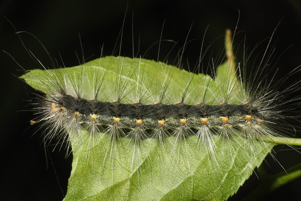 Hyphantria cunea - amerikai fehér medvelepke